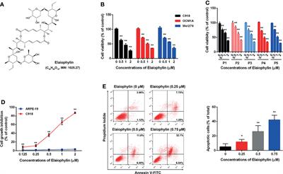 Elaiophylin Inhibits Tumorigenesis of Human Uveal Melanoma by Suppressing Mitophagy and Inducing Oxidative Stress via Modulating SIRT1/FoxO3a Signaling